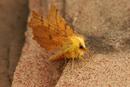 9712 Canary-Shouldered Thorn Moth (Ennomos alniaria)
